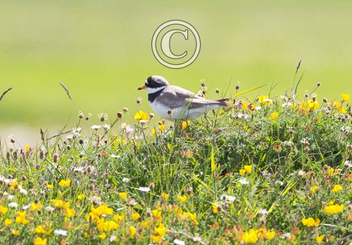 Ringed Plover DM1087